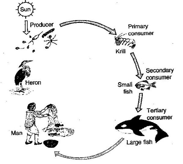 Simple Diagrams 3 Biology Diagrams