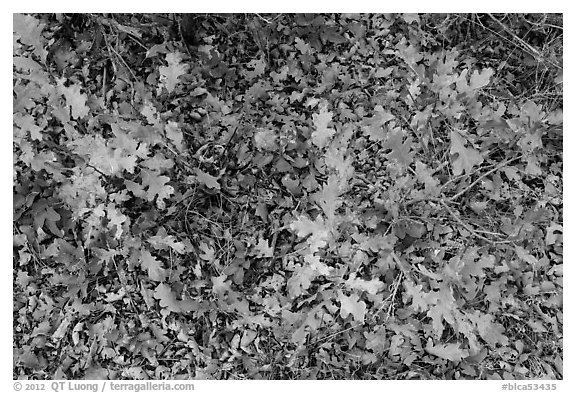 Black And White Picture Photo  Gambel Oak And Ground Covered With